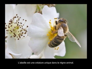 L'abeille est une créature unique dans le règne animal.
 