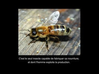 C'est le seul insecte capable de fabriquer sa nourriture,
et dont l'homme exploite la production.
 
