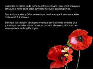 Quand les ouvrières de la ruche se retrouvent sans reine, c'est ennuyeux
car seule la reine pond et les ouvrières ne vivent pas longtemps.
Pour éviter ça, dès qu’elles sentent que la reine va partir ou mourir, elles
choisissent 3 à 5 larves.
Elles leur construisent des loges royales, c’est-à-dire des alvéoles plus
grands que ceux des autres larves, et, surtout, elles ne vont nourrir ces
larves qu’avec de la gelée royale.
 