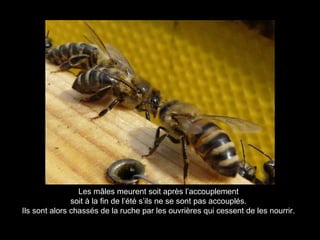 Les mâles meurent soit après l’accouplement
soit à la fin de l’été s’ils ne se sont pas accouplés.
Ils sont alors chassés de la ruche par les ouvrières qui cessent de les nourrir.
 