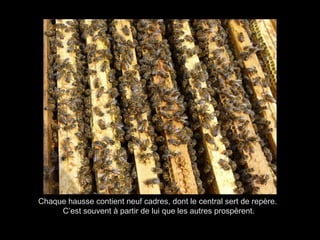 Chaque hausse contient neuf cadres, dont le central sert de repère.
C’est souvent à partir de lui que les autres prospèrent.
 