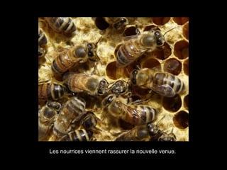 Les nourrices viennent rassurer la nouvelle venue.
 