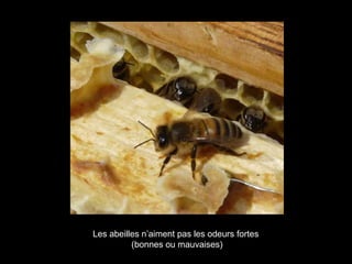 Les abeilles n’aiment pas les odeurs fortes
(bonnes ou mauvaises)
 