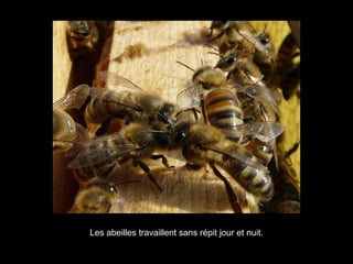 Les abeilles travaillent sans répit jour et nuit.
 