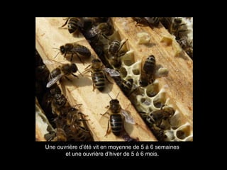 Une ouvrière d’été vit en moyenne de 5 à 6 semaines
et une ouvrière d’hiver de 5 à 6 mois.
 