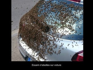Essaim d’abeilles sur voiture
 
