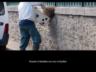 Essaim d’abeilles sur mur à Quillan
 