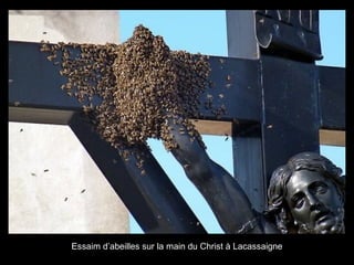Essaim d’abeilles sur la main du Christ à Lacassaigne
 