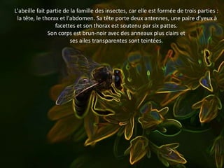 Les abeilles
sont des insectes sociaux.
Elles vivent en colonie où
chacune joue un rôle bien précis.
 