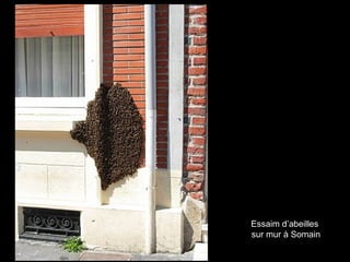 Essaim d’abeilles
sur mur à Somain
 