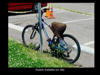 Essaim d’abeilles sur vélo
 