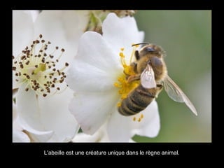 L'abeille est une créature unique dans le règne animal.
 