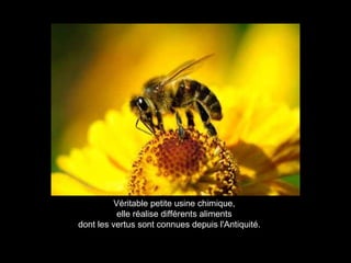 Véritable petite usine chimique,
elle réalise différents aliments
dont les vertus sont connues depuis l'Antiquité.
 