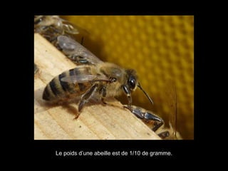 Le poids d’une abeille est de 1/10 de gramme.
 