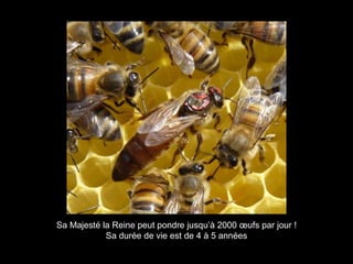 Sa Majesté la Reine peut pondre jusqu’à 2000 œufs par jour !
Sa durée de vie est de 4 à 5 années
 