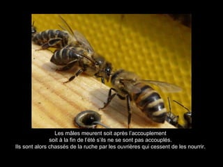 Les mâles meurent soit après l’accouplement
soit à la fin de l’été s’ils ne se sont pas accouplés.
Ils sont alors chassés de la ruche par les ouvrières qui cessent de les nourrir.
 
