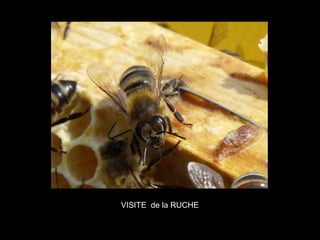VISITE de la RUCHE
 