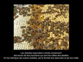 Les alvéoles operculées à droite contiennent
des larves de faux bourdons qui sont les mâles des abeilles.
On les distingue des autres alvéoles, par le bombé des opercules et par leur taille.
 