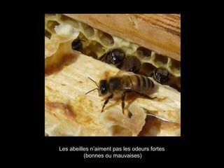 Les abeilles n’aiment pas les odeurs fortes
(bonnes ou mauvaises)
 