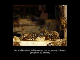 Les abeilles piquent plus souvent des personnes violentes
(en gestes ou paroles)
 