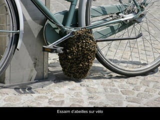 Essaim d’abeilles sur vélo
 