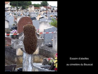 Essaim d’abeilles
au cimetière du Bouscat
 