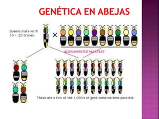 ACOPLAMIENTOS MÚLTIPLES
 