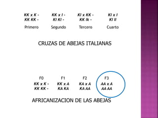 KK x K -
KK KK -
KK x I -
KI KI -
KI x KK -
KK Ik -
KI x I
KI II
Primero Segundo Tercero Cuarto
F0 F1 F2 F3
KK x K -
KK KK -
KK x A
KA KA
KA x A
KA AA
AA x A
AA AA
CRUZAS DE ABEJAS ITALIANAS
AFRICANIZACION DE LAS ABEJAS
 