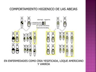 COMPORTAMIENTO HIGIENICO DE LAS ABEJAS
EN ENFERMEDADES COMO CRIA YESIFICADA, LOQUE AMERICANO
Y VARROA
 
