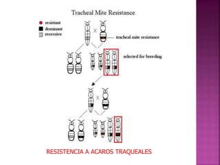 RESISTENCIA A ACAROS TRAQUEALES
 