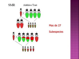 Mas de 27
Subespecies
 