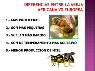 1.- MAS PROLIFERAS
2.- SON MAS PEQUEÑAS
3.- VUELAN MÁS RAPIDO
4.- SON DE TEMPERAMENTO MAS AGRESIVO
5.- MENOR PRODUCCION DE MIEL
 
