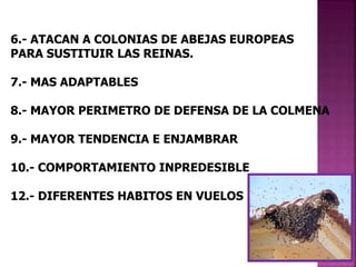 6.- ATACAN A COLONIAS DE ABEJAS EUROPEAS
PARA SUSTITUIR LAS REINAS.
7.- MAS ADAPTABLES
8.- MAYOR PERIMETRO DE DEFENSA DE LA COLMENA
9.- MAYOR TENDENCIA E ENJAMBRAR
10.- COMPORTAMIENTO INPREDESIBLE
12.- DIFERENTES HABITOS EN VUELOS
 