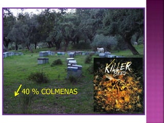 40 % COLMENAS
 