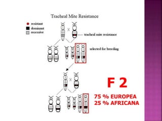 F 2
75 % EUROPEA
25 % AFRICANA
 