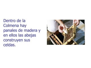 Dentro de la
Colmena hay
panales de madera y
en ellos las abejas
construyen sus
celdas.
 