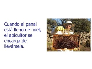 Cuando el panal
está lleno de miel,
el apicultor se
encarga de
llevársela.
 
