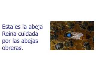 Esta es la abeja
Reina cuidada
por las abejas
obreras.
 