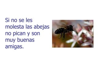 Si no se les
molesta las abejas
no pican y son
muy buenas
amigas.
 