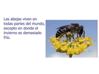 Las abejas viven en
todas partes del mundo,
excepto en donde el
invierno es demasiado
frío.
 