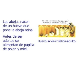 Las abejas nacen
de un huevo que
pone la abeja reina.
Antes de ser
adultos se
alimentan de papilla
de polen y miel.
Huevo-larva-crisálida-adulto.
 