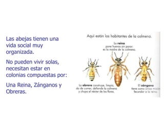 Las abejas tienen una
vida social muy
organizada.
No pueden vivir solas,
necesitan estar en
colonias compuestas por:
Una Reina, Zánganos y
Obreras.
 