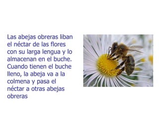 Las abejas obreras liban
el néctar de las flores
con su larga lengua y lo
almacenan en el buche.
Cuando tienen el buche
lleno, la abeja va a la
colmena y pasa el
néctar a otras abejas
obreras
 