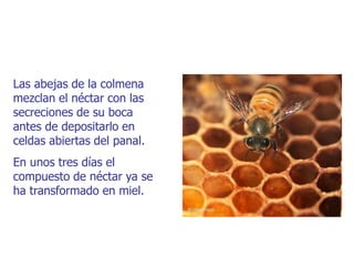 Las abejas de la colmena
mezclan el néctar con las
secreciones de su boca
antes de depositarlo en
celdas abiertas del panal.
En unos tres días el
compuesto de néctar ya se
ha transformado en miel.
 