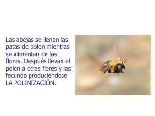 Las abejas se llenan las
patas de polen mientras
se alimentan de las
flores. Después llevan el
polen a otras flores y las
fecunda produciéndose
LA POLINIZACIÓN.
 