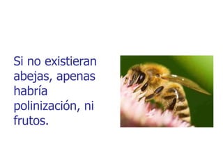 Si no existieran
abejas, apenas
habría
polinización, ni
frutos.
 