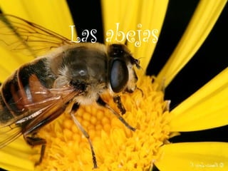 Las abejas
 