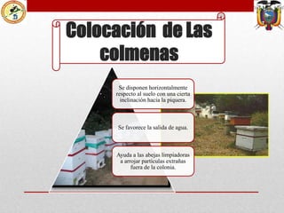Colocación de Las
colmenas
Se disponen horizontalmente
respecto al suelo con una cierta
inclinación hacia la piquera.

Se favorece la salida de agua.

Ayuda a las abejas limpiadoras
a arrojar partículas extrañas
fuera de la colonia.

 