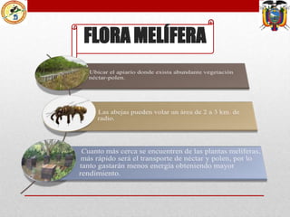 FLORA MELÍFERA

 