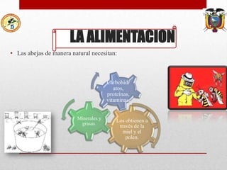 LA ALIMENTACION
• Las abejas de manera natural necesitan:

Carbohidr
atos,
proteínas,
vitaminas.
Minerales y
grasas.

Los obtienen a
través de la
miel y el
polen.

 